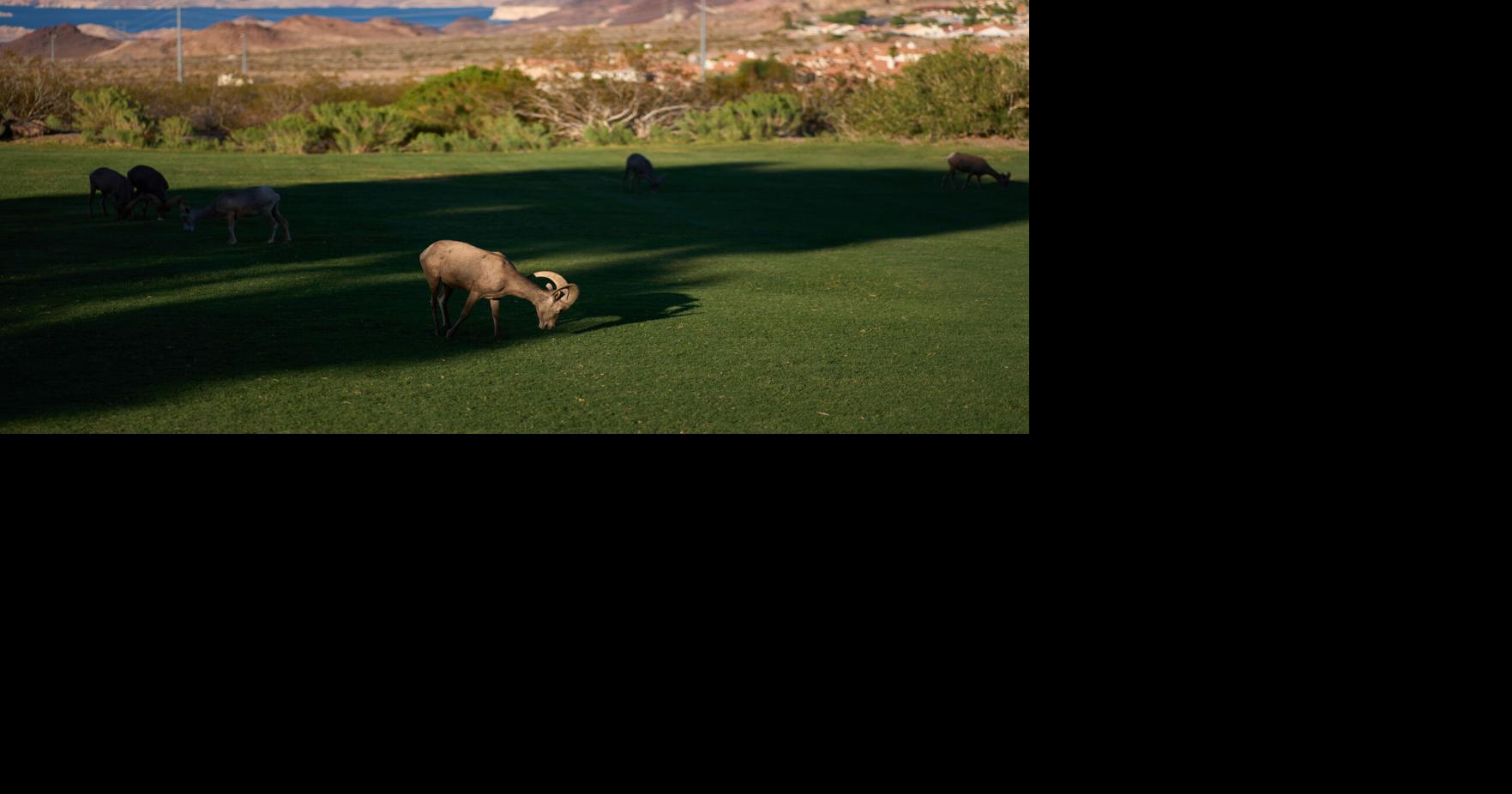 Nevada Daily Life