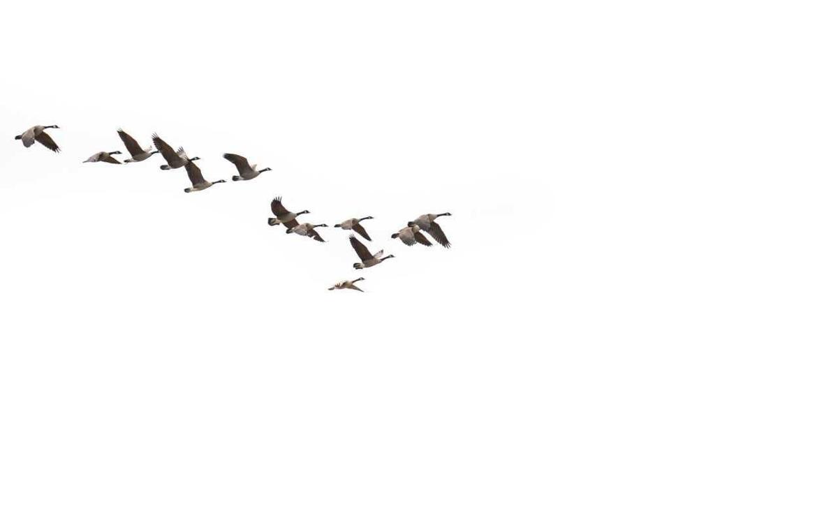 How Vermont S Wild Animals Survive Our Harsh Winter Weather