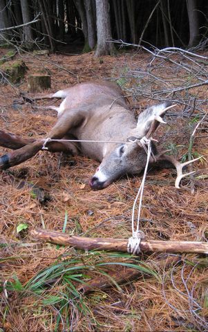 The Deer Days Of November Rutlandherald Com - 