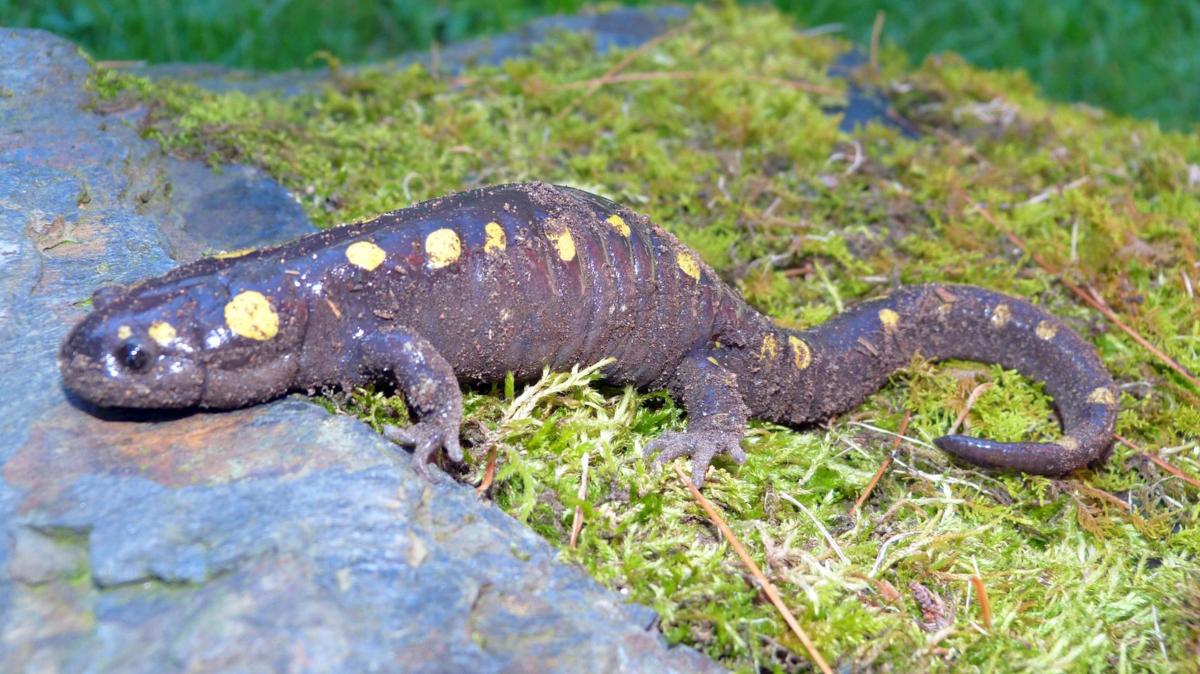 State targets salamander ‘carnage’ on roads, News