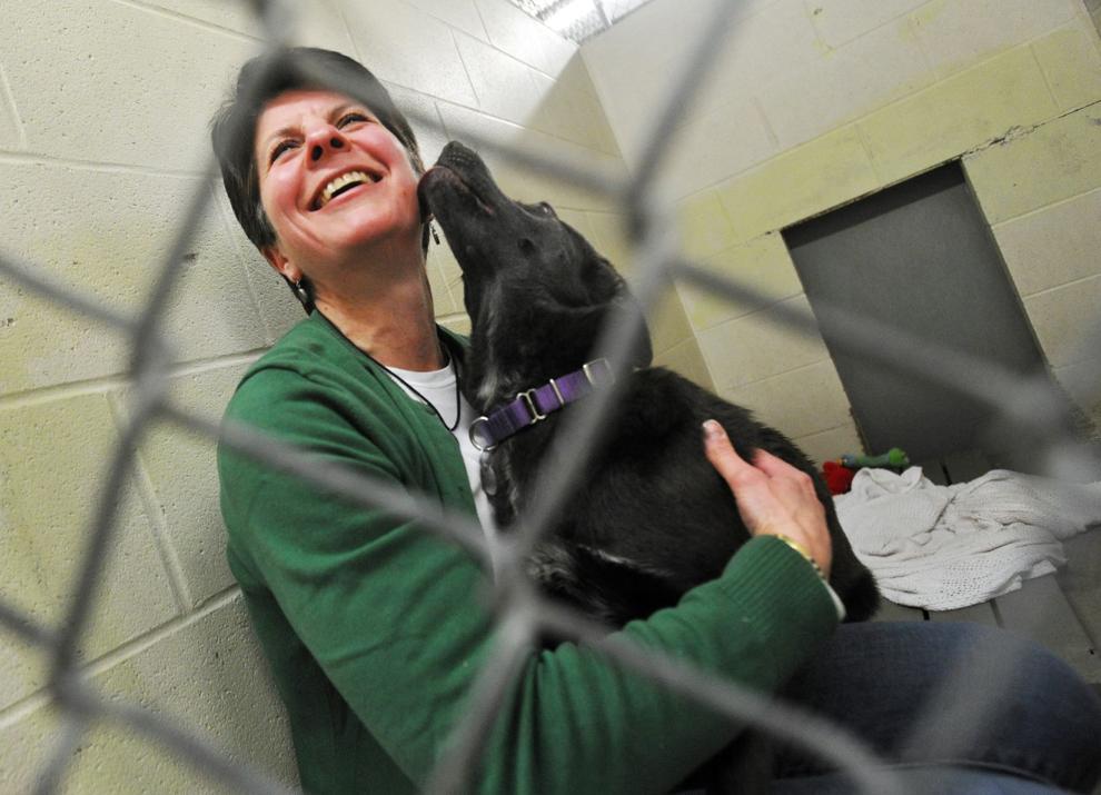 Humane Society rescues dogs from outside Vt. News