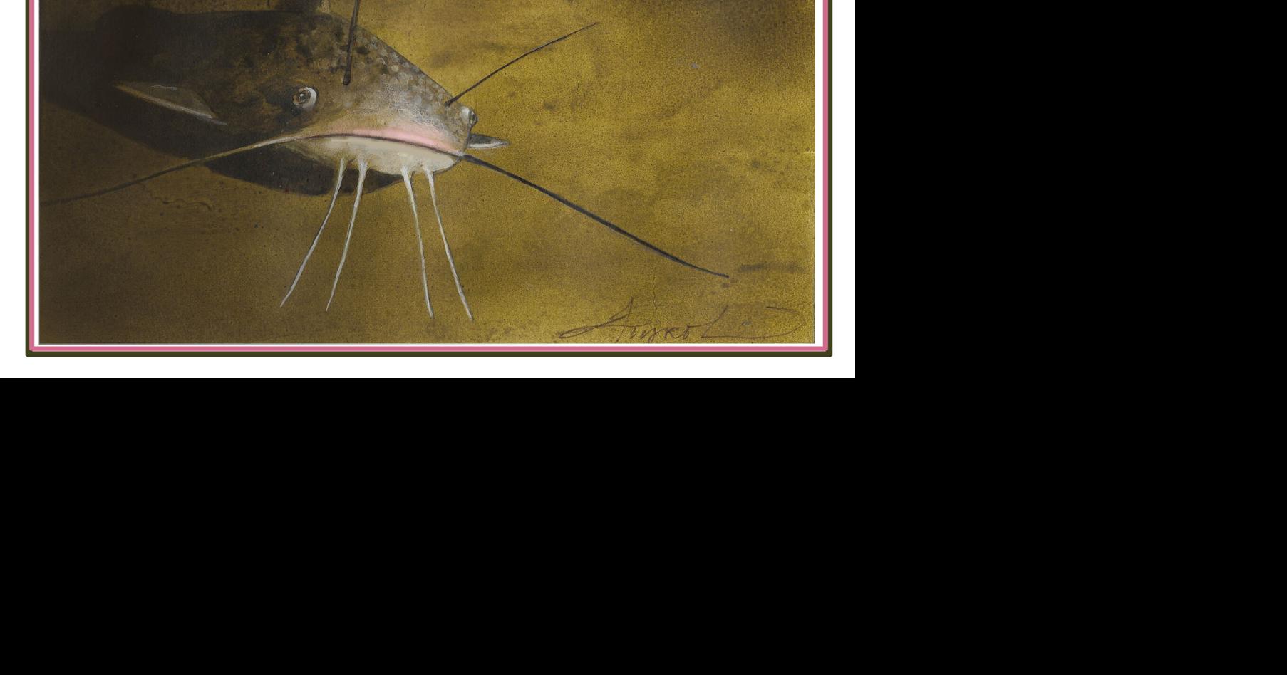 The Outside Story: Fish mouths, anatomy suggests ecology