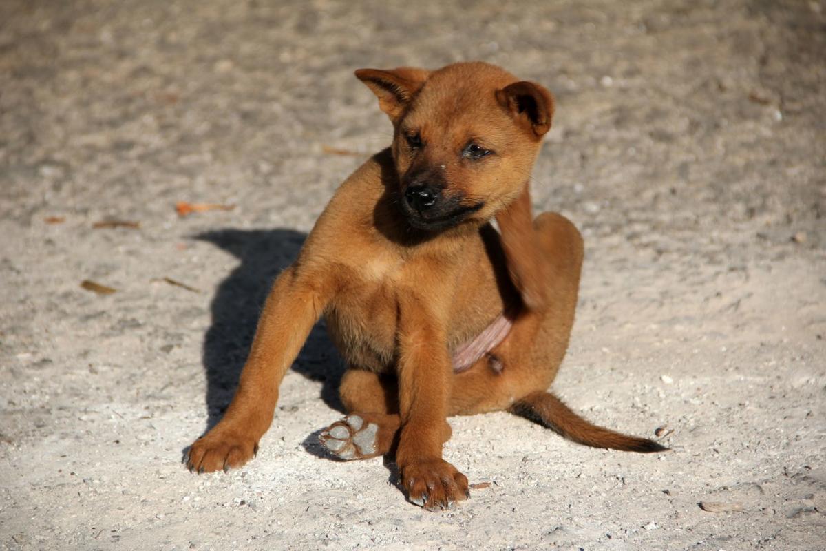 Fighting Fall Fleas Now Is The Time To Prevent Unwanted