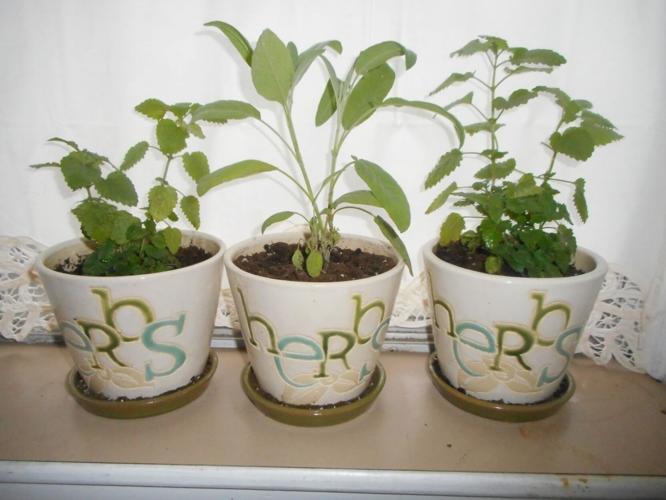 UVM Extension: Garden inside this winter | Weekend Magazine ...