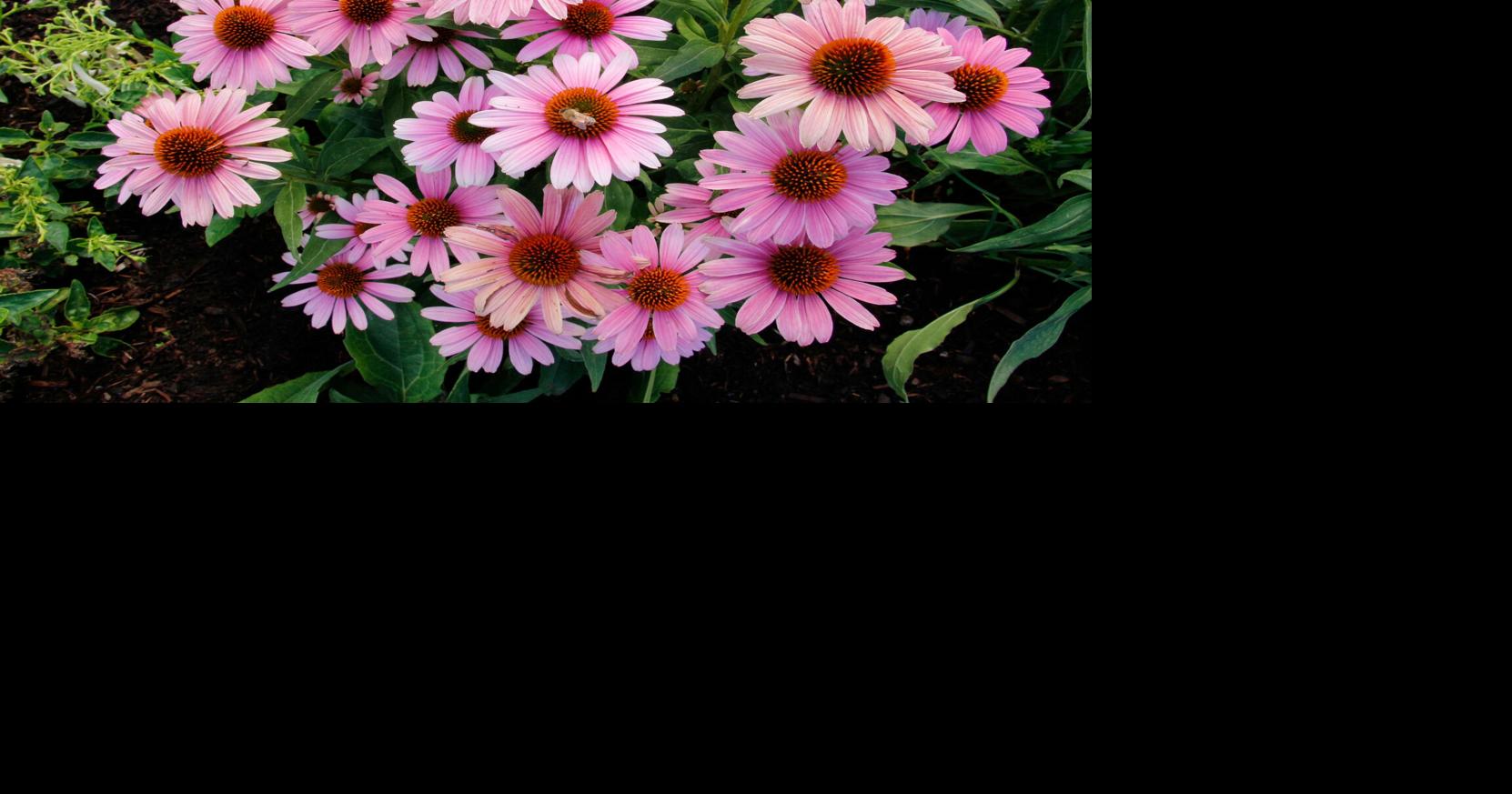 Gardening-New Plants