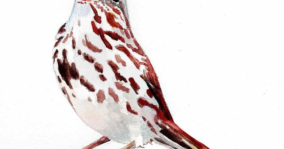 The Outside Story: Backyard neighbor, the song sparrow