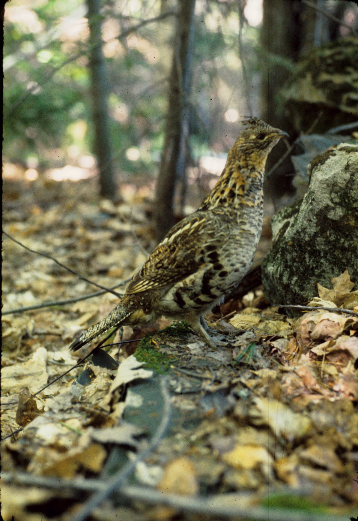 Jensen Afield: Ruffed grouse demise | Weekend Magazine