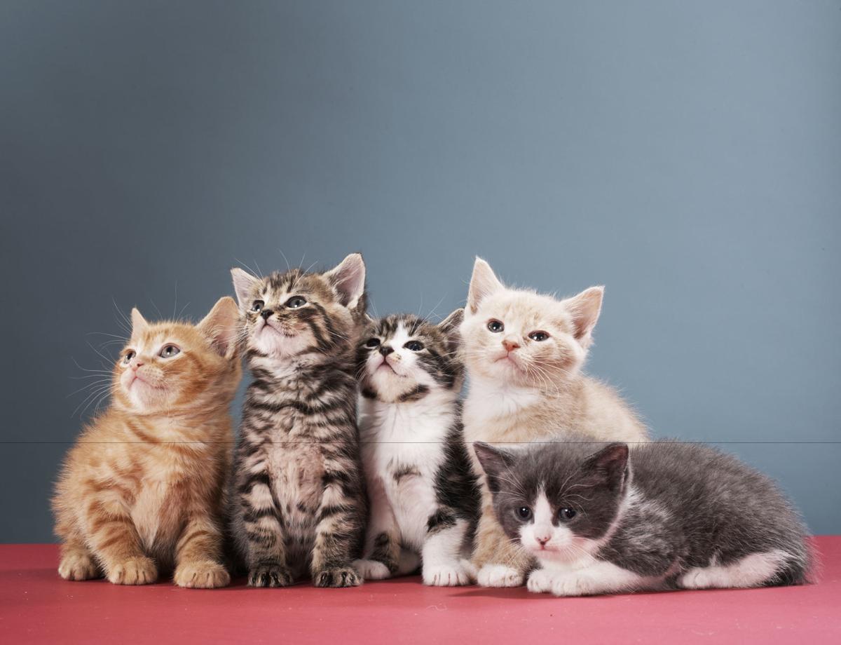 There S A New Kid In Town Integrating A New Kitten Into Your
