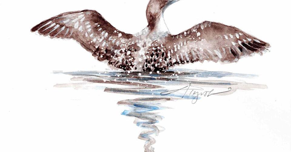 Loon Magazine The Outside Story: Lingering loon chicks | Weekend Magazine ...