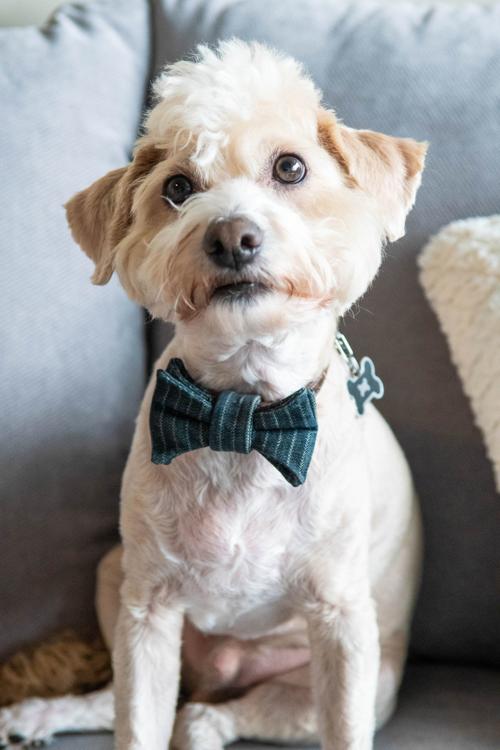 Eldercare Early Diagnosis And Treatment Can Ease Your Pet S Golden Years Off The Leash Rutlandherald Com