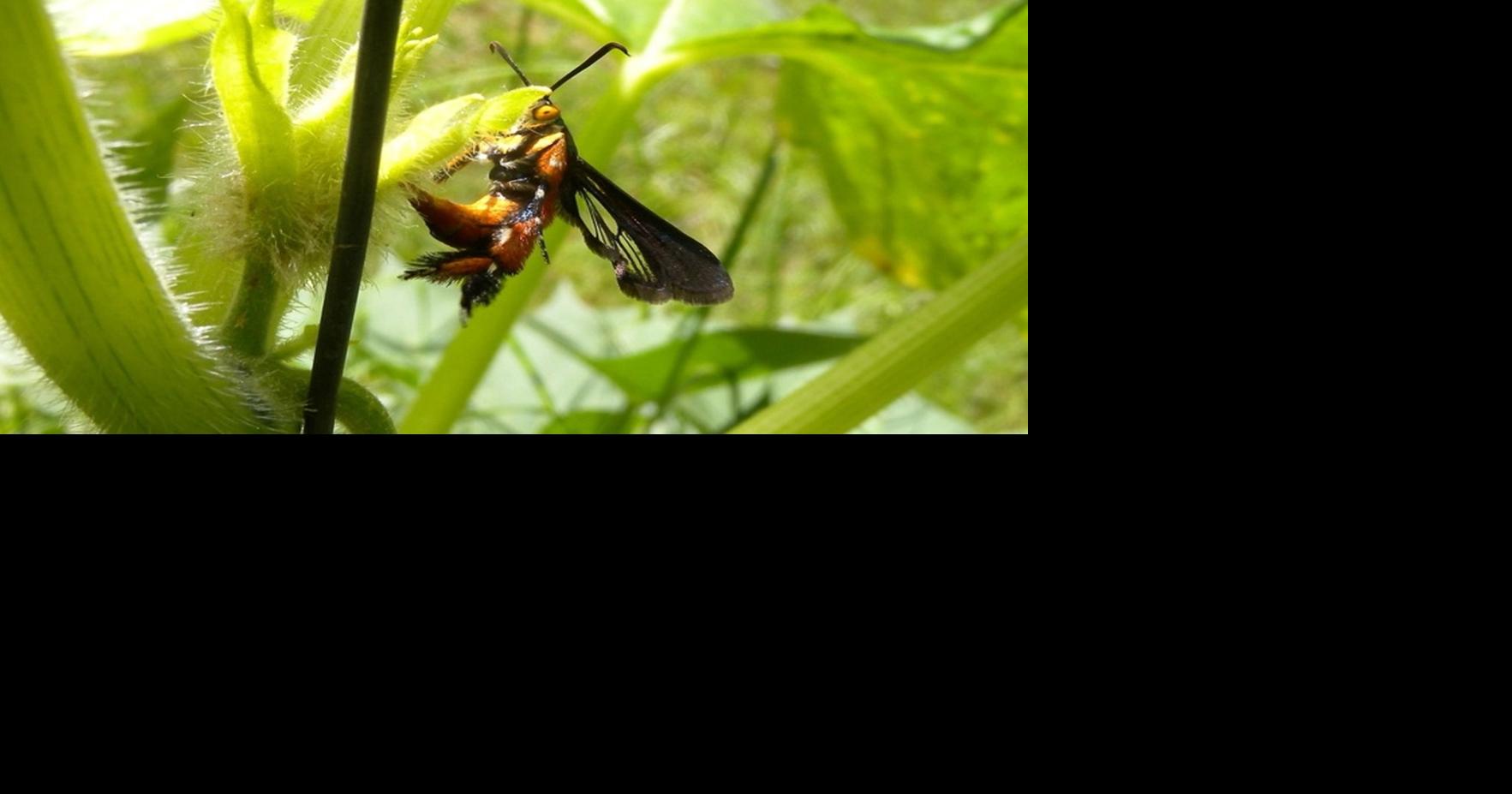 UVM Ext What's eating my squash plants? Weekend Magazine