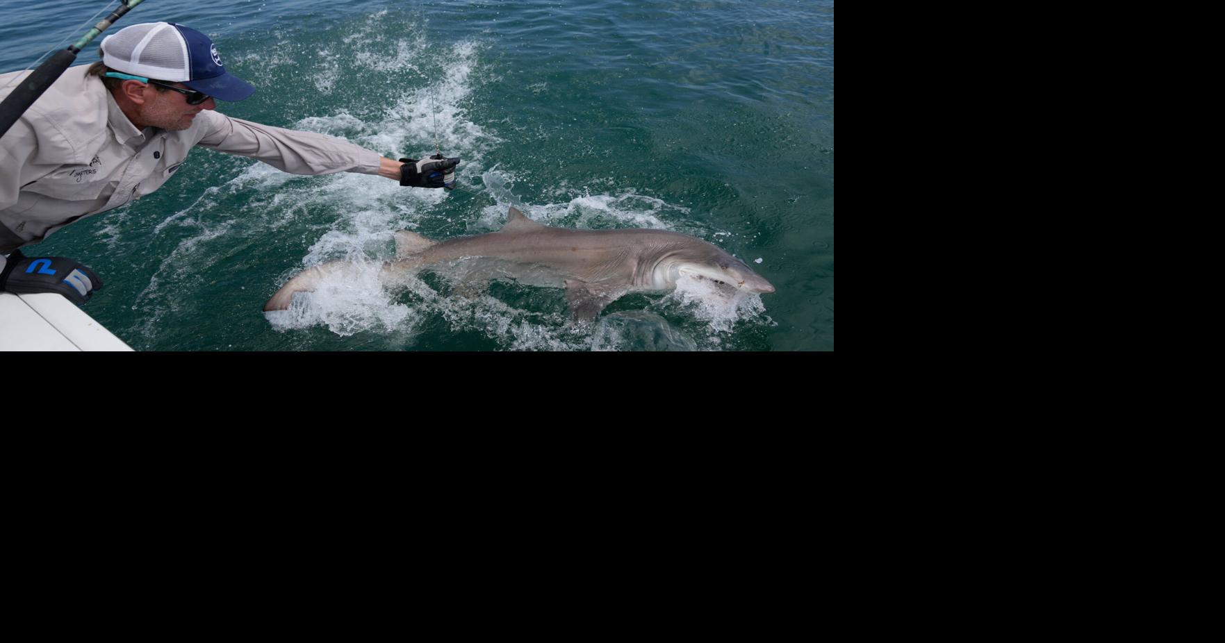 Sharks Hamptons