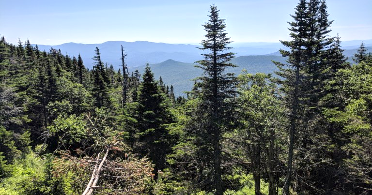 Foresters adapt as insects become driving force in tree mortality
