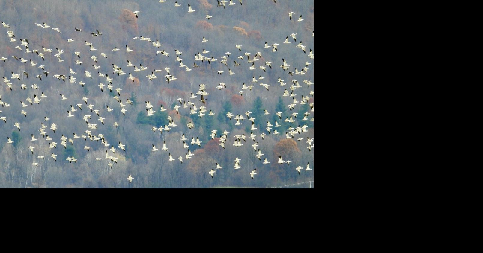 Steve Costello's Wildlife: Hide and seek