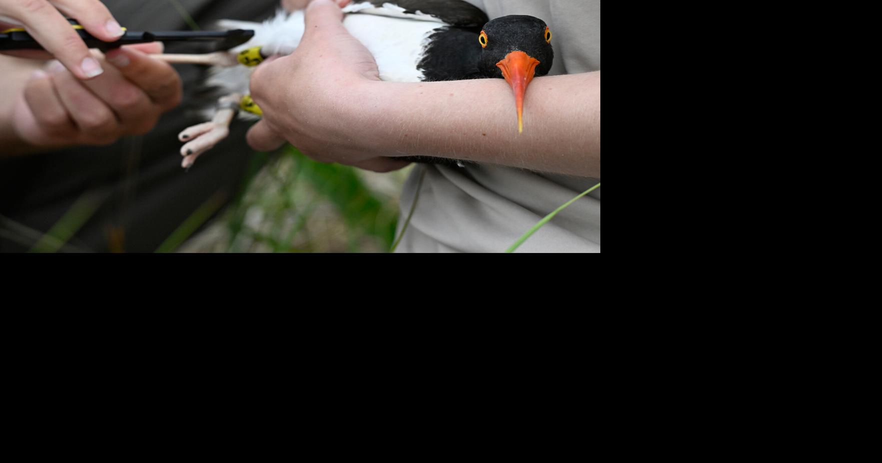 Climate Shorebird Revival