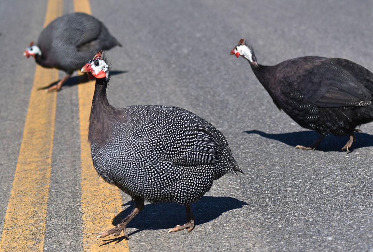 Where to get Guinea fowl and how much to pay for them. - Cluckin