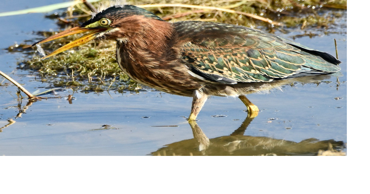 Steve Costello's Wildlife: Herons, corn and potatoes