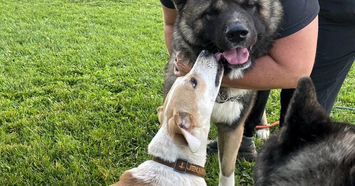 New pet-care service is for the dogs | Local News New pet-care service is for the dogs | Local News