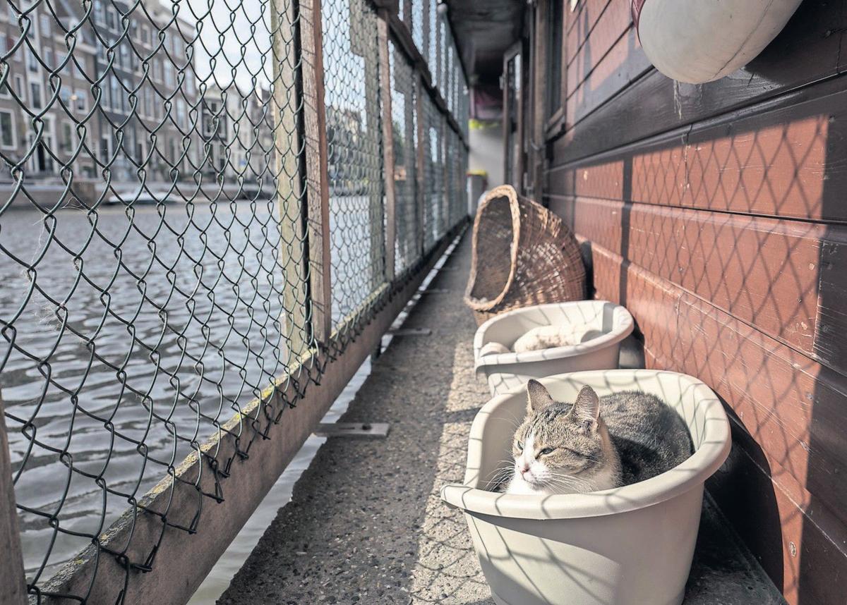Stray Cats Find A Home On An Amsterdam Houseboat Rutlandherald Com