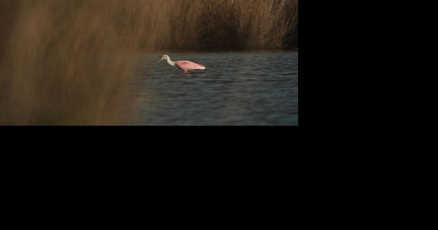 Climate Louisiana Daily Life