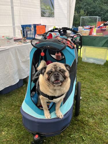 Dog Strollers for sale in Center Rutland, Vermont, Facebook Marketplace