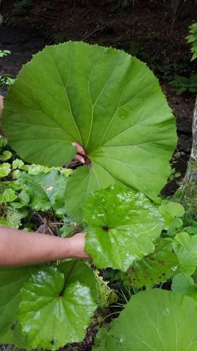Be on the lookout for butterbur | Weekend Magazine | rutlandherald.com