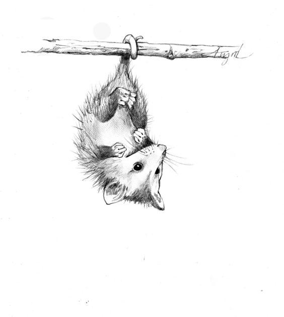 The Outside Story Tails And The Tales They Can Tell Weekend