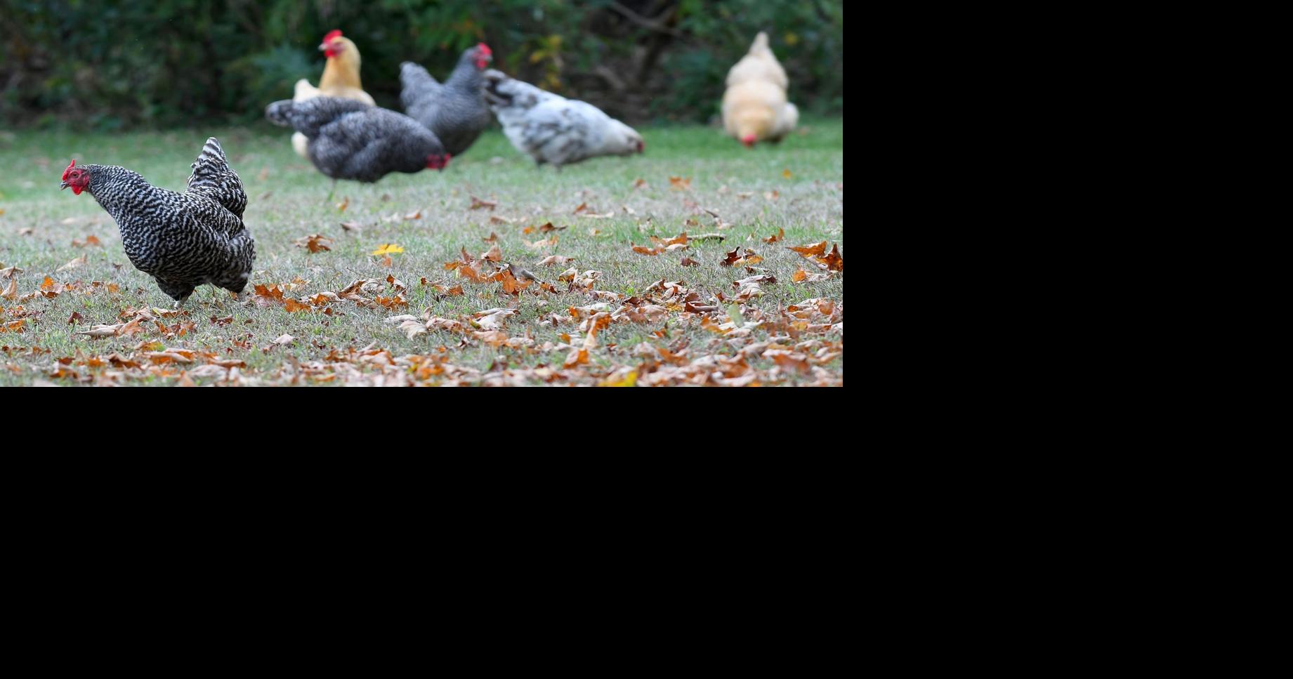 Game wardens Protect your chickens News