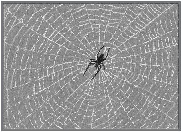 Spider web's secrets could lead to stronger glues