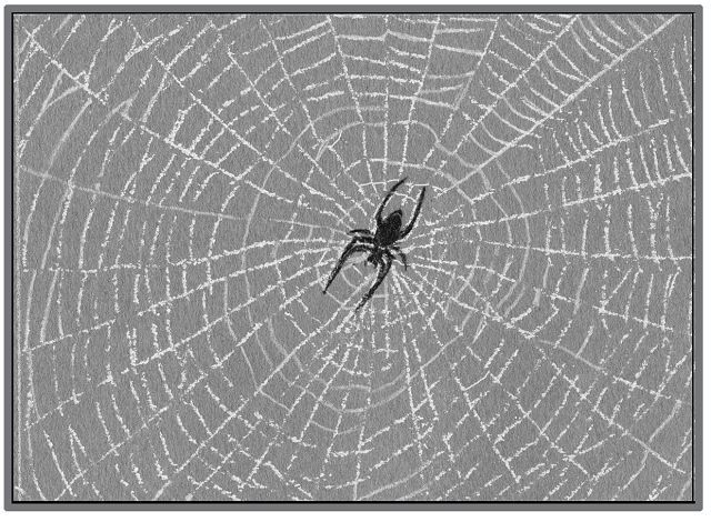 Spider web's secrets could lead to stronger glues