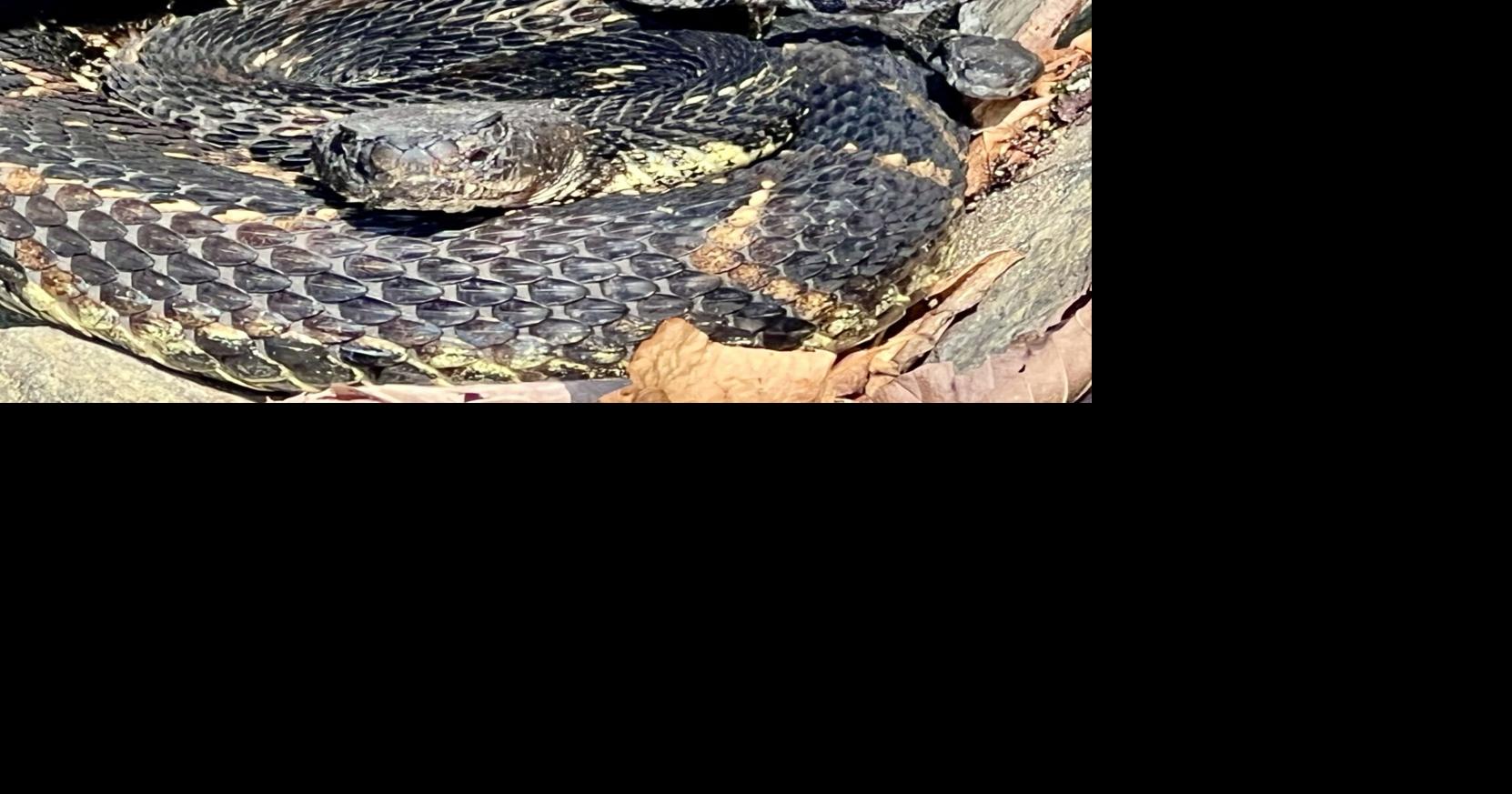 Steve Costello's Wildlife: Devoted snakes