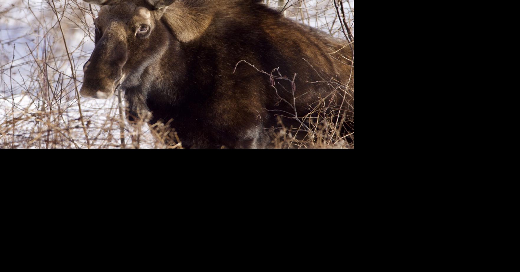 Steve Costello's Wildlife: Long-distance friend