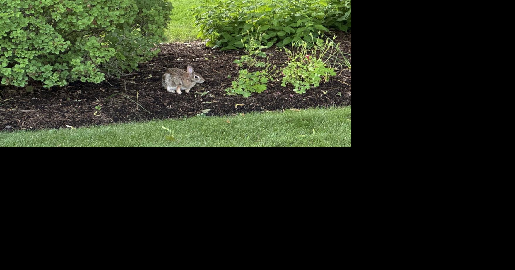UVM Extension: Rascally rabbits in the garden | Weekend Magazine ...