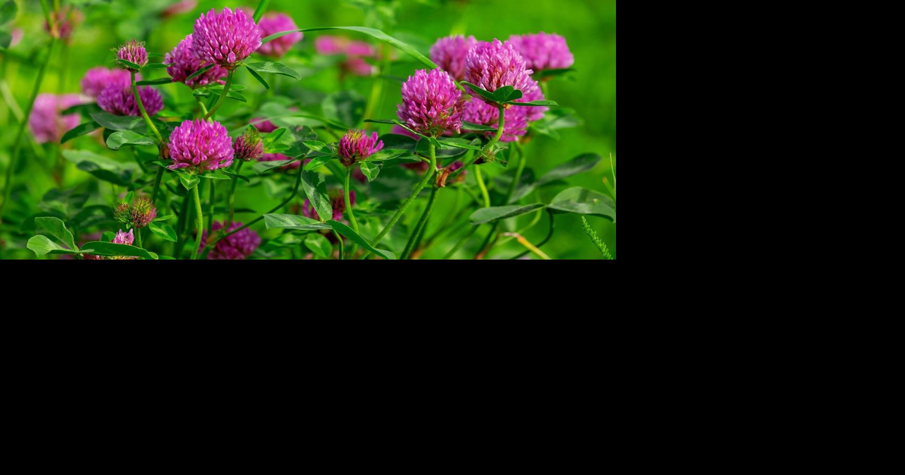 UVM Extension: Red clover, state flower of Vermont