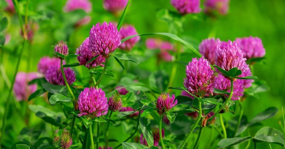 UVM Extension: Red clover, state flower of Vermont