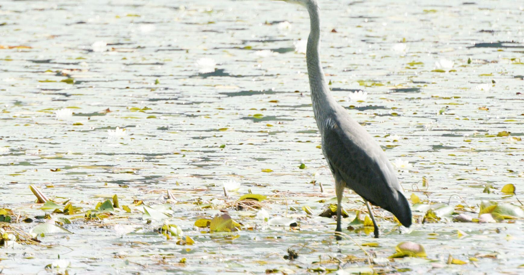 Wading in | Snapshots | rutlandherald.com - Vimarsana News