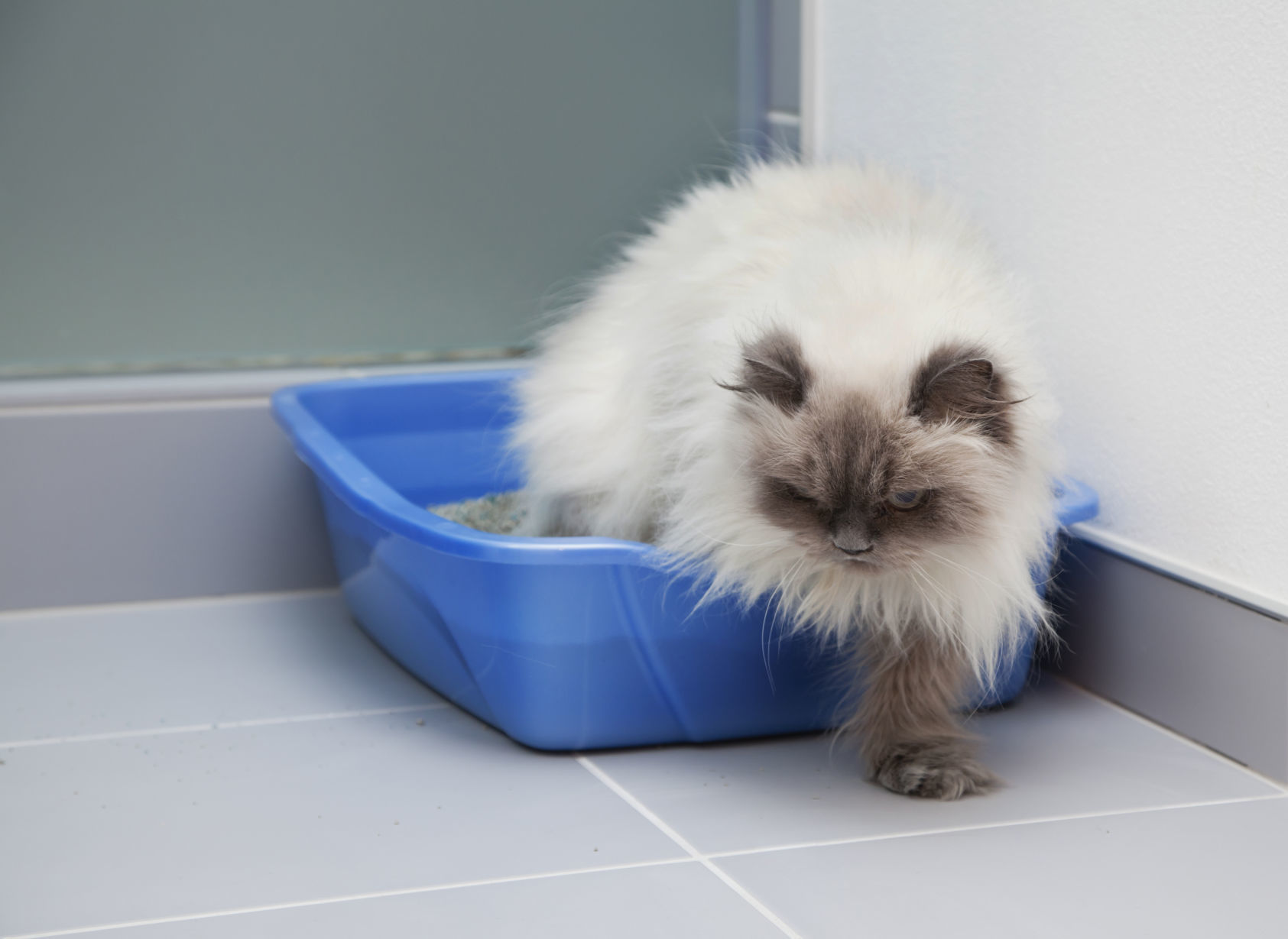 female cat peeing in water bowl