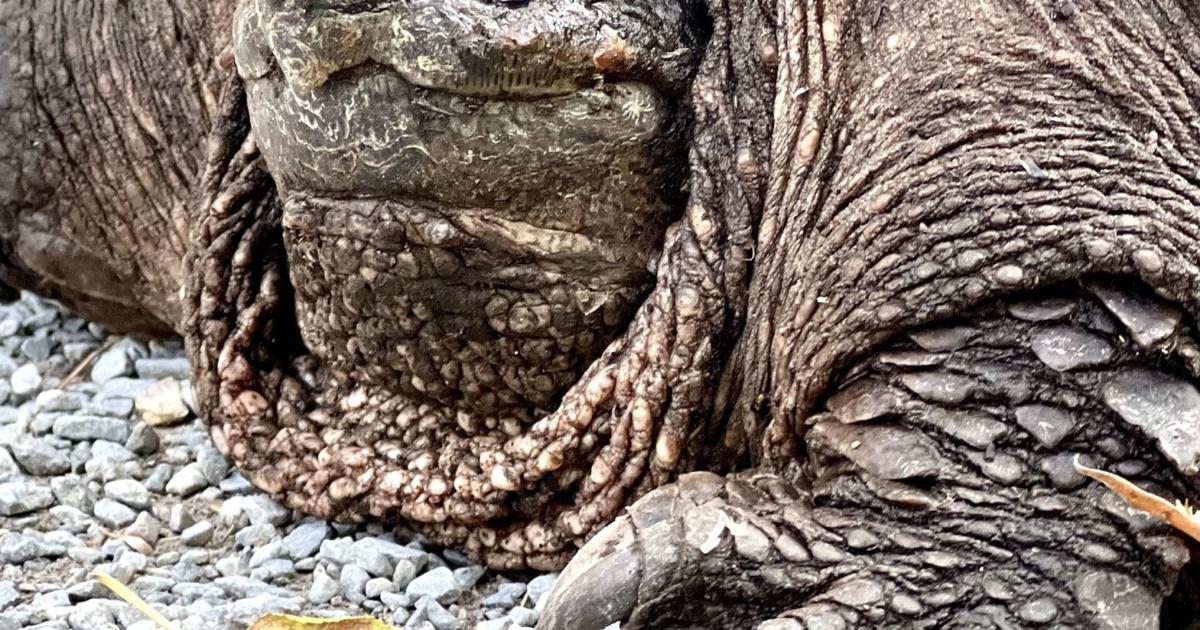 Steve Costello's Wildlife: Talking turtles