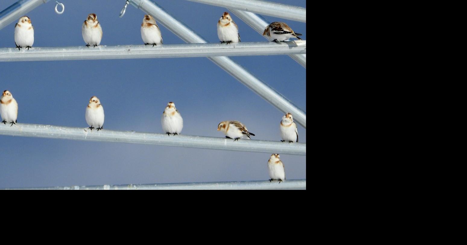 Steve Costello's Wildlife: Bon voyage