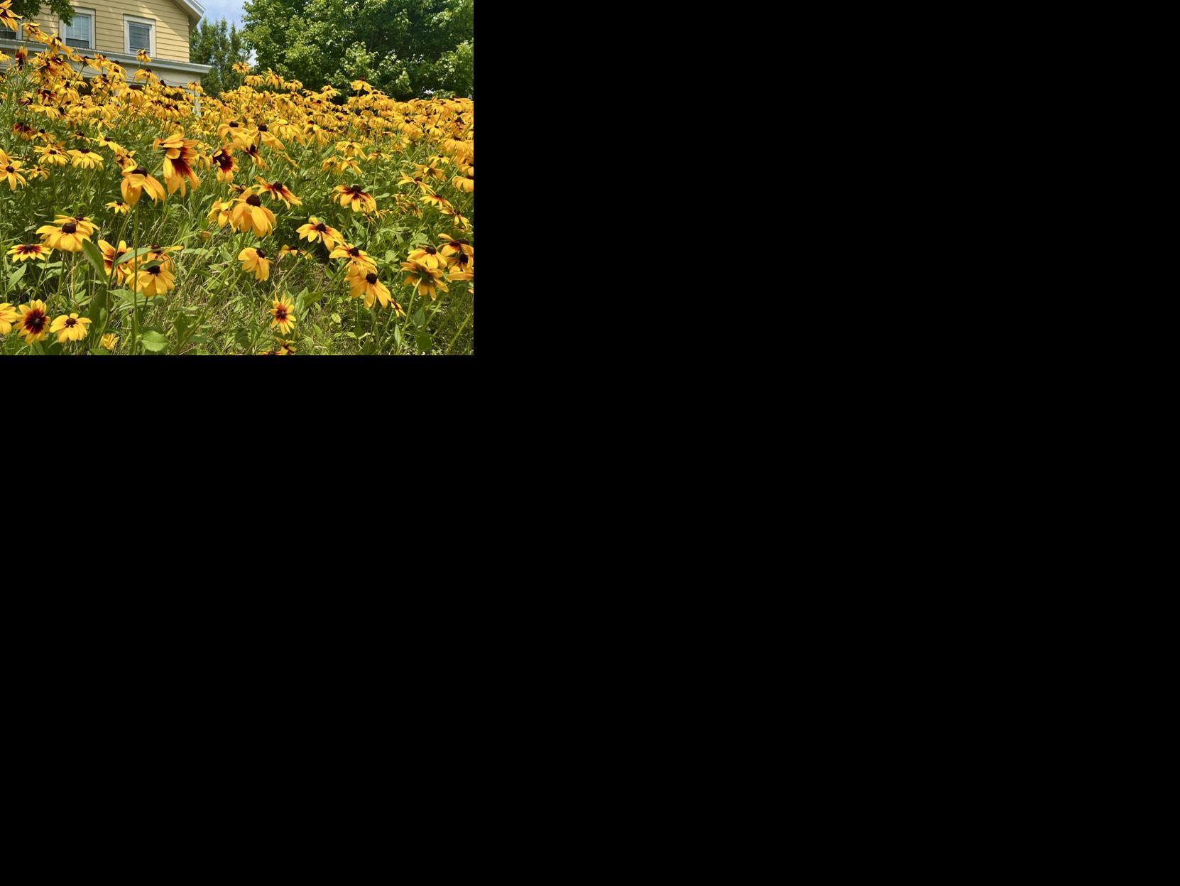 Mellow yellow
