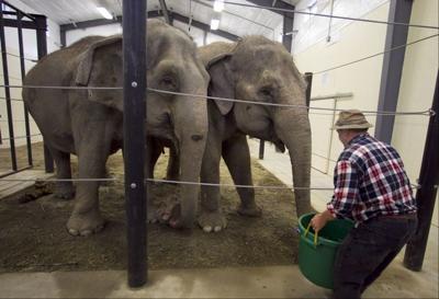 Known For Moose Maine Welcomes Home 2 Elephants News Rutlandherald Com