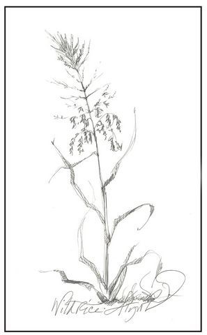 Wild Rice Tools Drawing.pdf The Outside Story New England’s wild rice | | rutlandherald.com