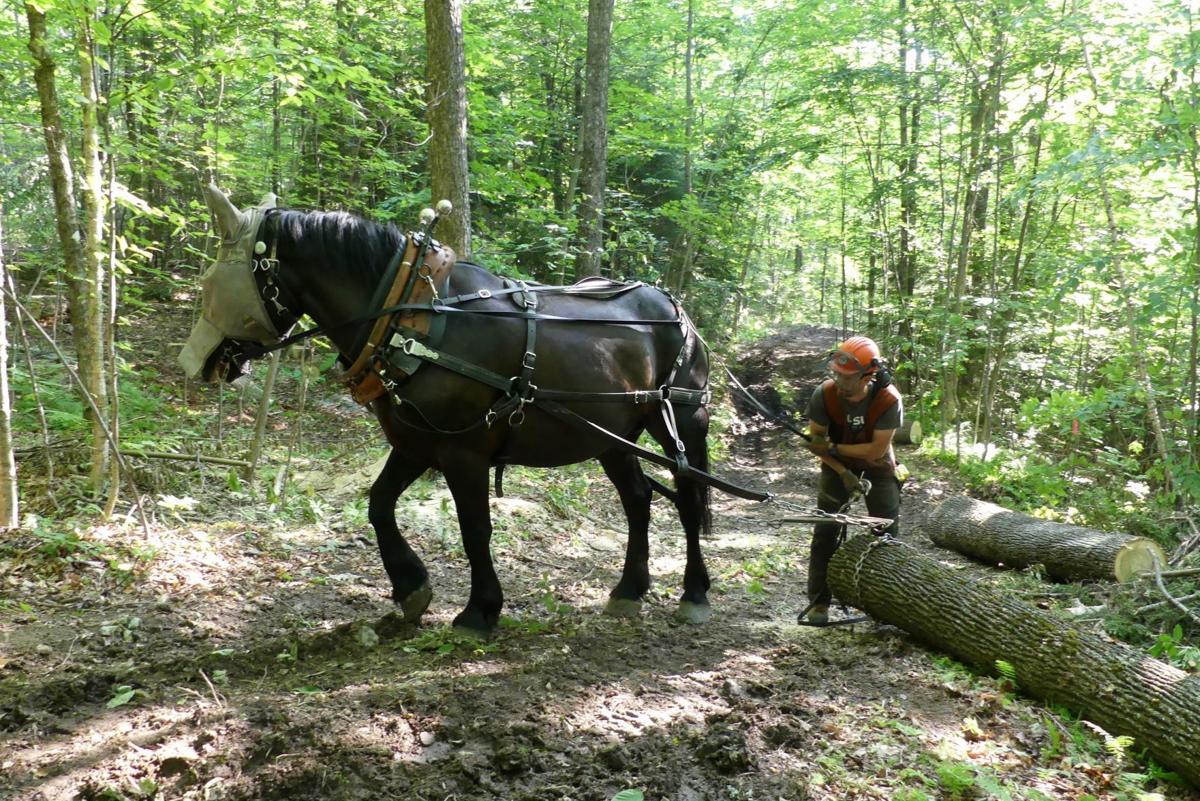 Focus on horsepower Third Branch Horse Logging goes old school