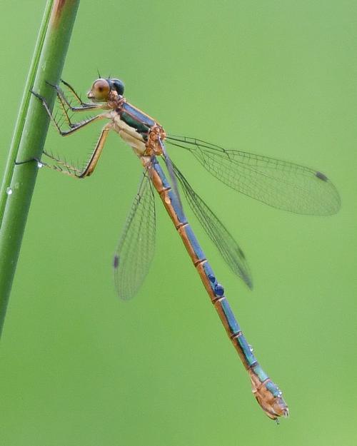 20190626_rhd_standalone_Nature_Walk_4_Damsel_Fly_Vert.jpg
