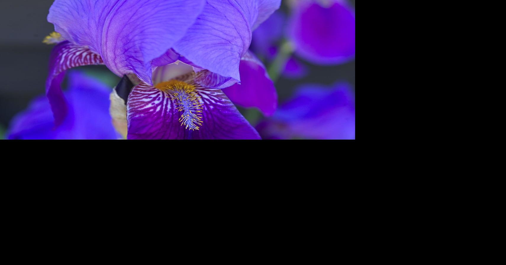 Iris blooms in Whiting Local Photos