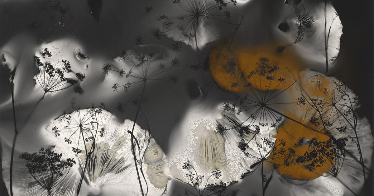 Madge Evers’ ‘The New Herbarium’: Innovative mushroom spore print technique at BMAC | Vermont Arts