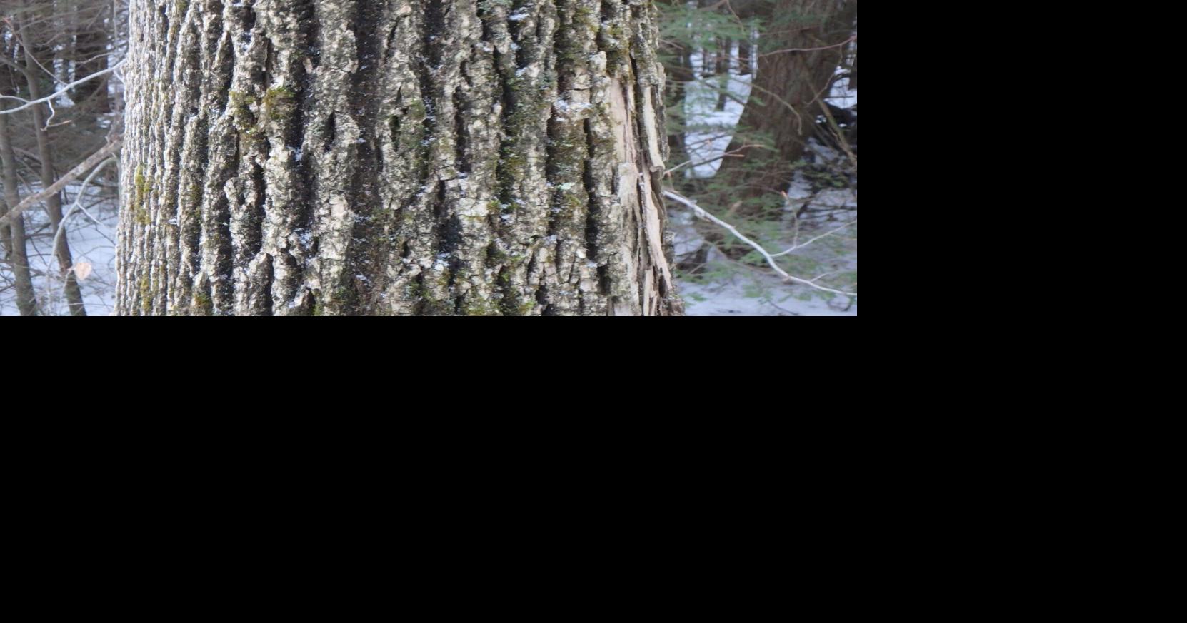 In the Garden: Identifying trees in winter | Weekend Magazine ...