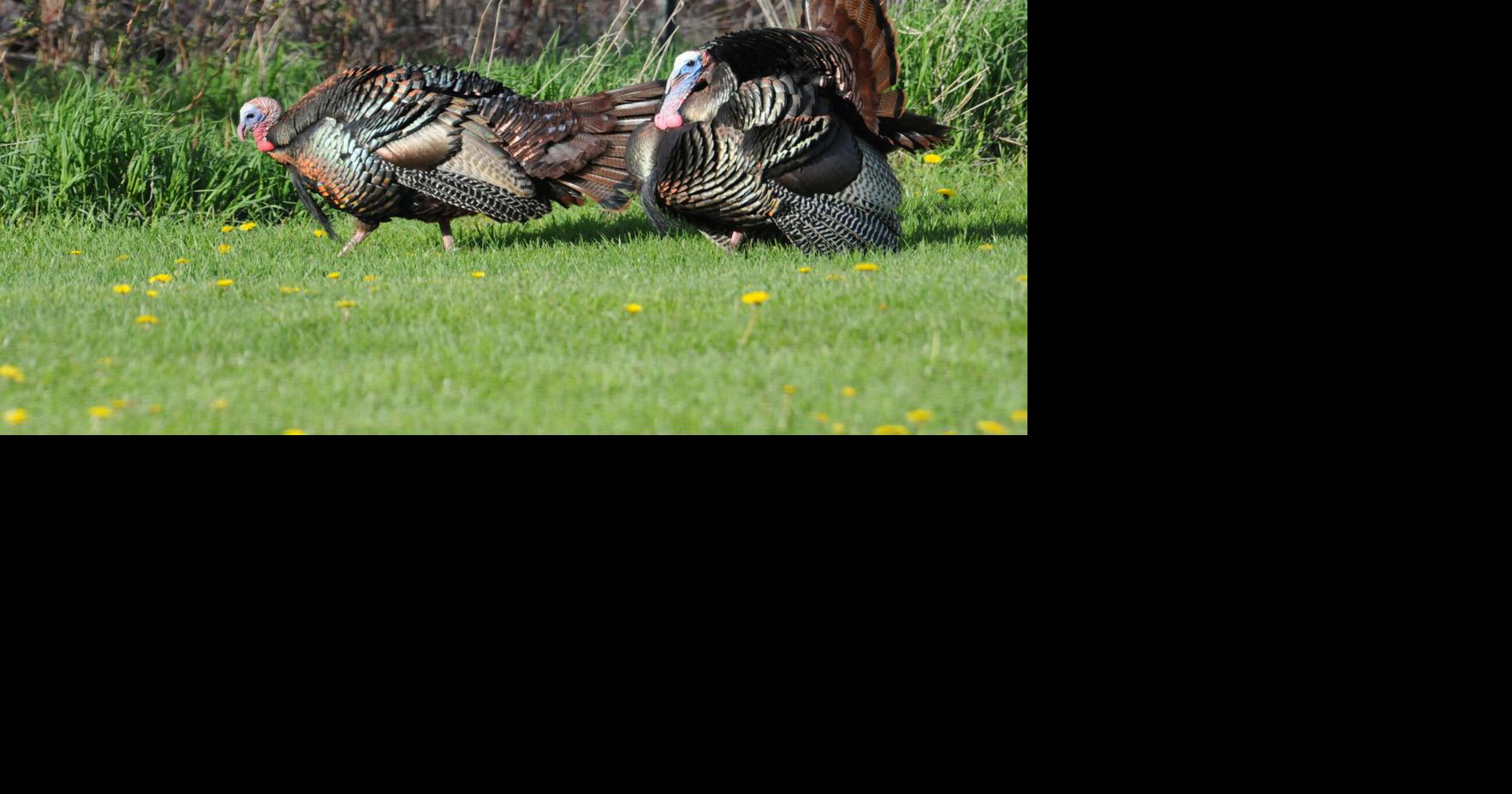 Rutland Herald Community News for April 8, 2026