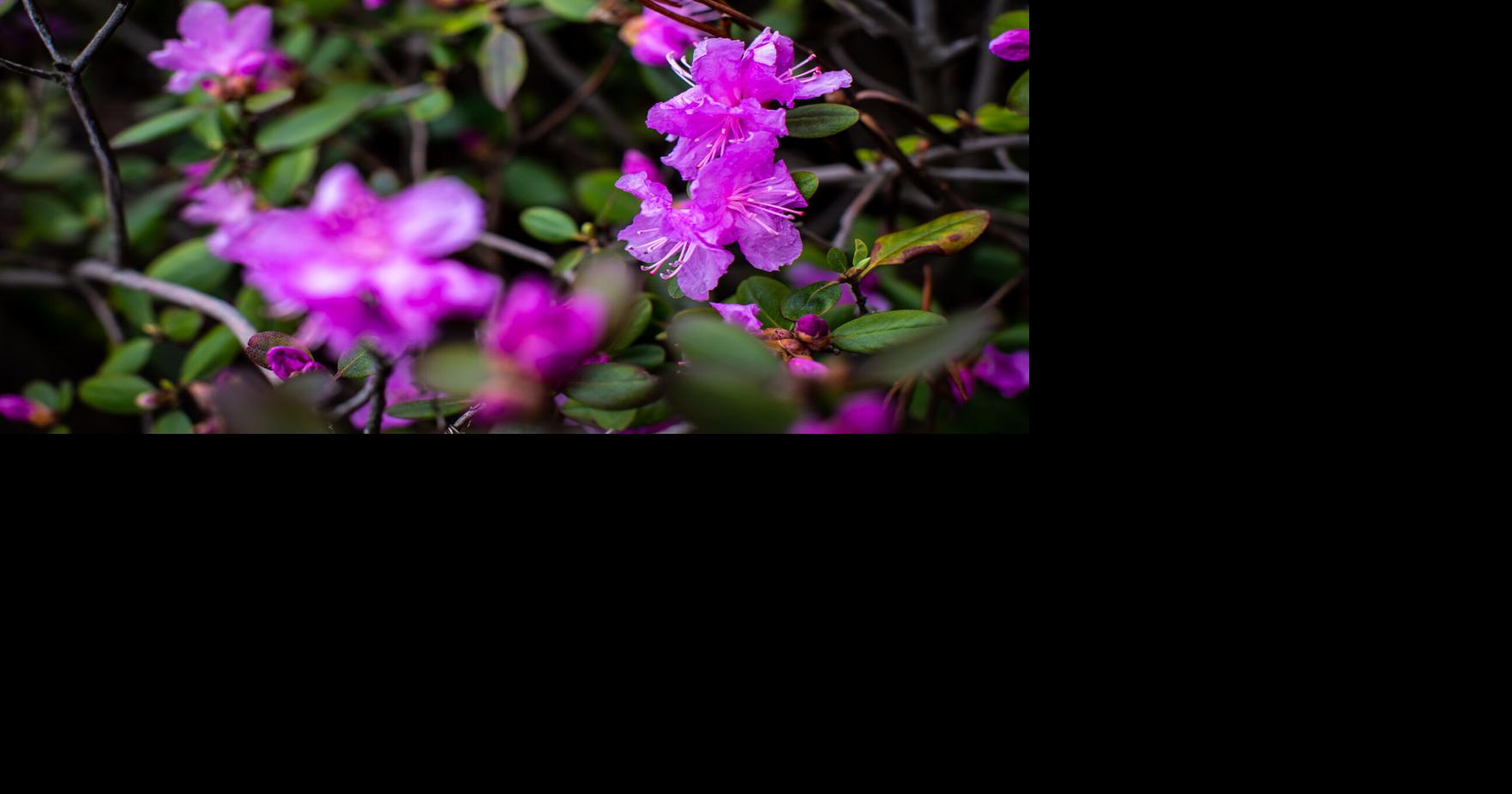 Deep purple Snapshots