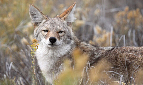 Arizona bans coyote killing contests, Local